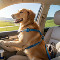 Pet seat belt harness on a dog in a car